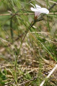 <i>Linum appressum</i>