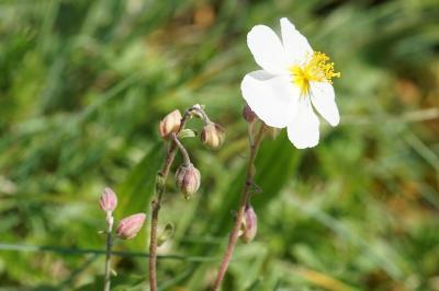 <i>Helianthemum apenninum</i>