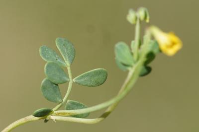 <i>Coronilla minima</i>