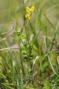 <i>Coronilla minima</i>