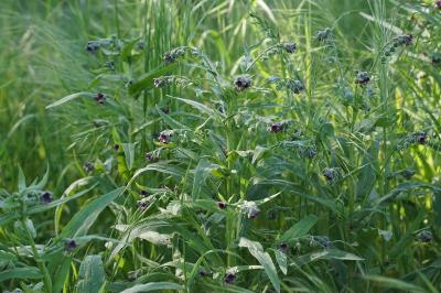<i>Cynoglossum officinale</i>