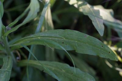 <i>Cynoglossum officinale</i>