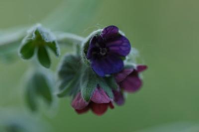 <i>Cynoglossum officinale</i>
