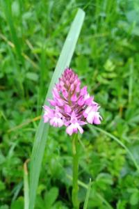 <i>Anacamptis pyramidalis</i>