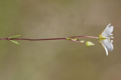 <i>Arenaria controversa</i>