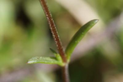 <i>Arenaria controversa</i>