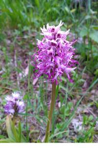 <i>Orchis simia</i>