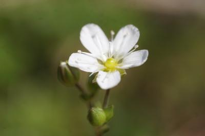 <i>Arenaria controversa</i>