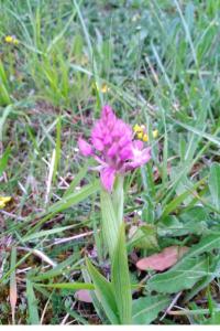 <i>Anacamptis pyramidalis</i>