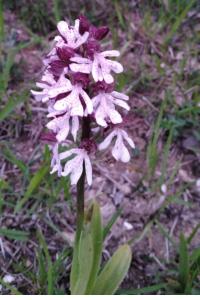 <i>Orchis purpurea</i>