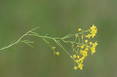 <i>Rorippa pyrenaica</i>