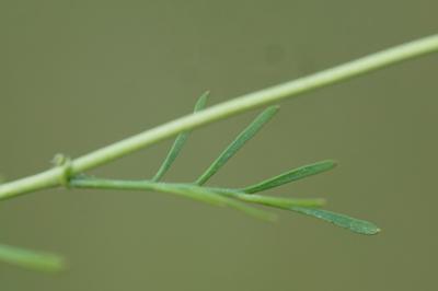 <i>Rorippa pyrenaica</i>