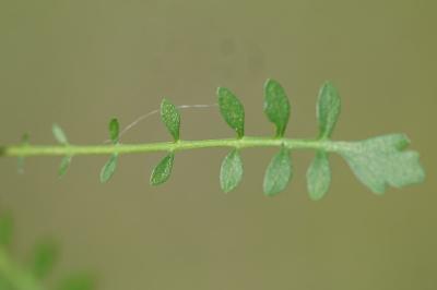 <i>Rorippa pyrenaica</i>