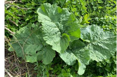 <i>Arctium lappa</i>
