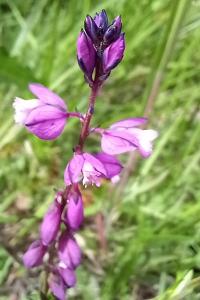 <i>Polygala</i>