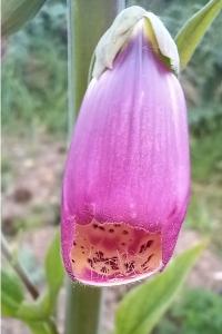 <i>Digitalis purpurea</i>