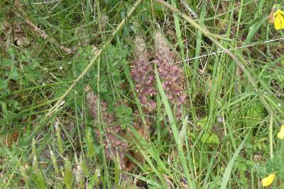 Orobanche rapum-genistae