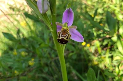 <i>Ophrys apifera</i>
