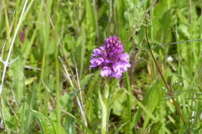 <i>Anacamptis pyramidalis</i>