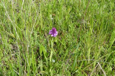 <i>Anacamptis pyramidalis</i>
