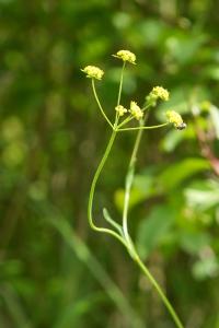<i>Bupleurum falcatum</i>