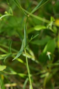 <i>Bupleurum falcatum</i>