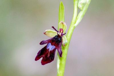 <i>Ophrys insectifera</i>