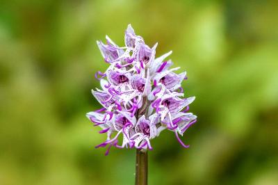 <i>Orchis simia</i>