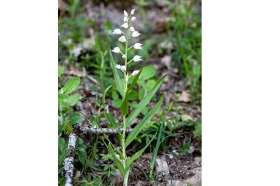 <i>Cephalanthera longifolia</i>
