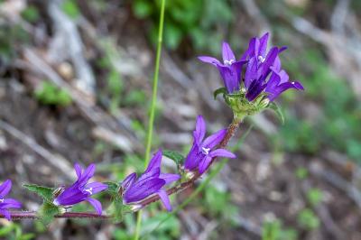 <i>Campanula glomerata</i>