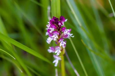 <i>Neotinea ustulata</i>