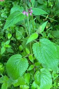 <i>Stachys sylvatica</i>