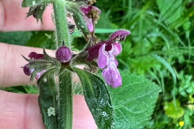 <i>Stachys sylvatica</i>