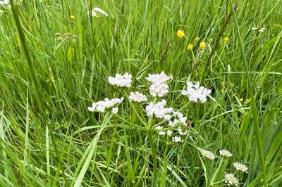 <i>Oenanthe silaifolia</i>