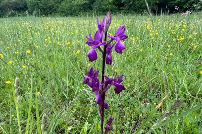<i>Anacamptis laxiflora</i>
