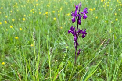 <i>Anacamptis laxiflora</i>