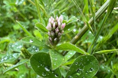 <i>Trifolium striatum</i>