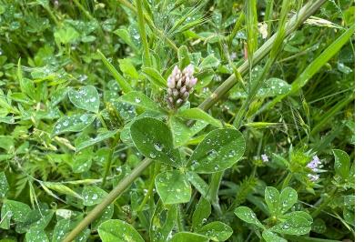 <i>Trifolium striatum</i>