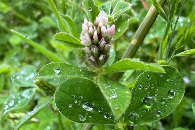 <i>Trifolium striatum</i>