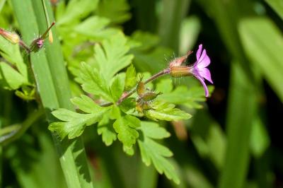 <i>Geranium robertianum</i>