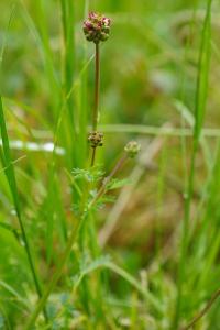 <i>Poterium sanguisorba</i>