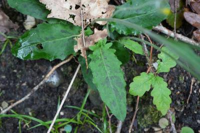<i>Hieracium maculatum</i>