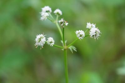 <i>Sanicula europaea</i>