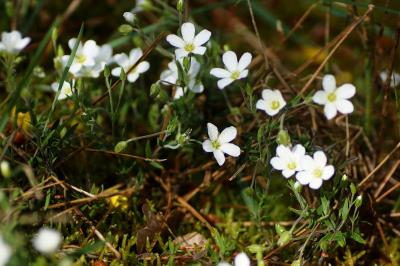 <i>Arenaria montana</i>