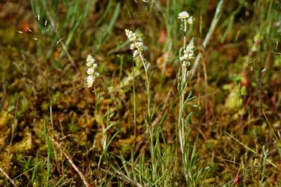 <i>Sesamoides purpurascens</i>