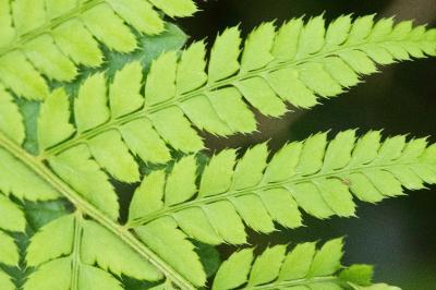 <i>Polystichum setiferum</i>