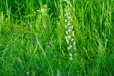 <i>Platanthera chlorantha</i>