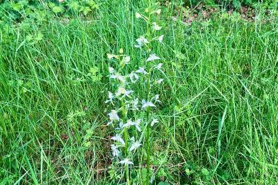 <i>Platanthera chlorantha</i>