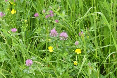 <i>Trifolium pratense</i>