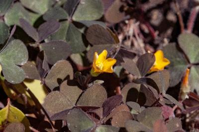 <i>Oxalis corniculata</i>
